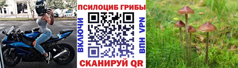 KRAKEN онион цена Ульяновск Псилоцибиновые грибы Psilocybine cubensis